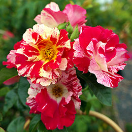 Rose 'Vihapi'